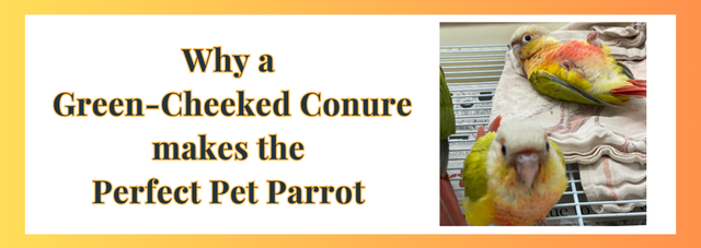 Why a Green Cheeked Conure Makes the Perfect Pet Parrot